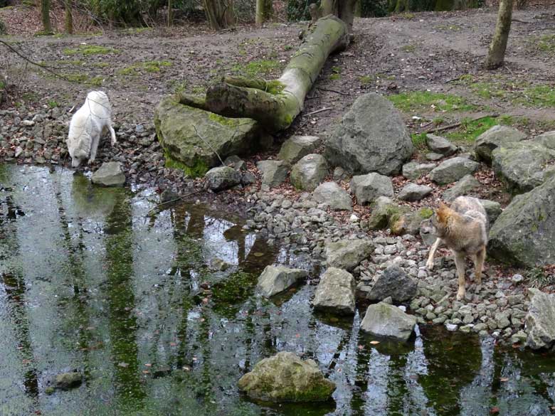 Arktische Wölfin und Europäischer Wolf am 3. März 2017 auf der Wolfsanlage im Wuppertaler Zoo