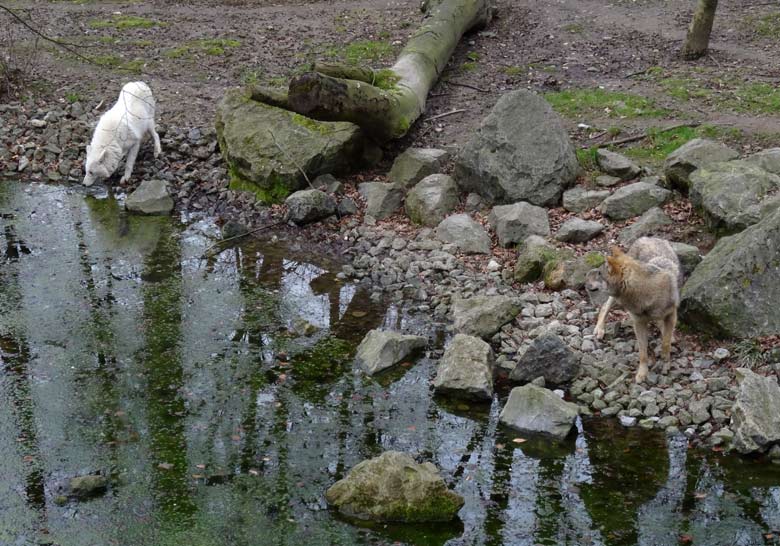 Arktische Wölfin und Europäischer Wolf am 3. März 2017 auf der Wolfsanlage im Grünen Zoo Wuppertal