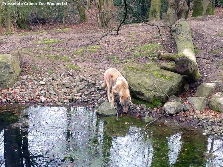 Europäischer Wolfsrüde im März 2017 im Grünen Zoo Wuppertal (Pressefoto Grüner Zoo Wuppertal)