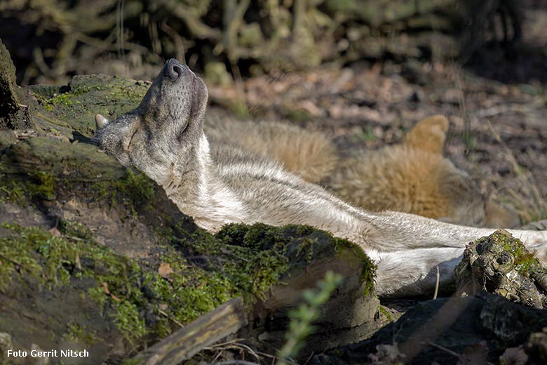 Europäischer Wolf am 10. März 2017 auf der ehemaligen Wolfsanlage im Zoologischen Garten der Stadt Wuppertal (Foto Gerrit Nitsch)