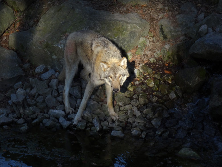 Europäischer Wolf am 25. März 2017 im gleißenden Sonnenschein auf der Außenanlage im Wuppertaler Zoo