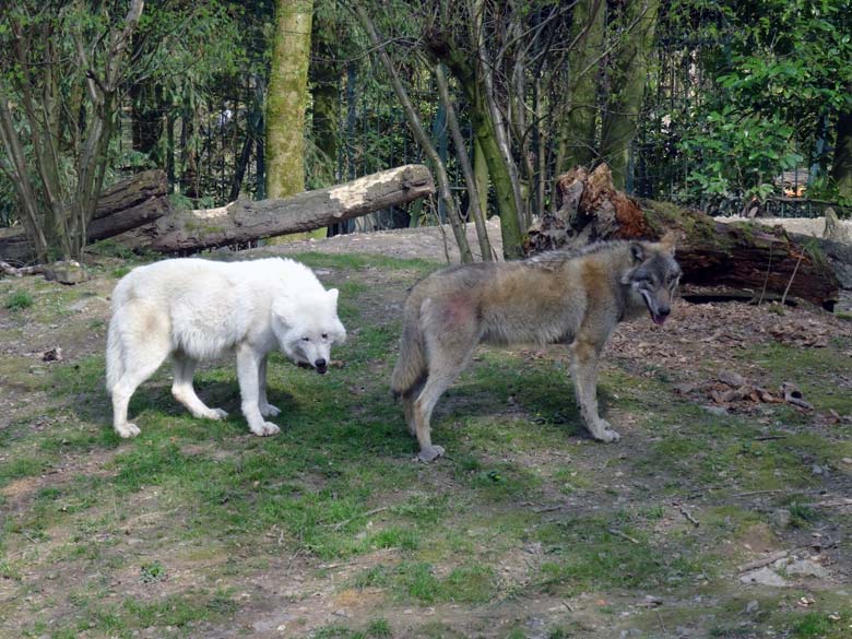 Wölfe am 1. April 2017 im Grünen Zoo Wuppertal