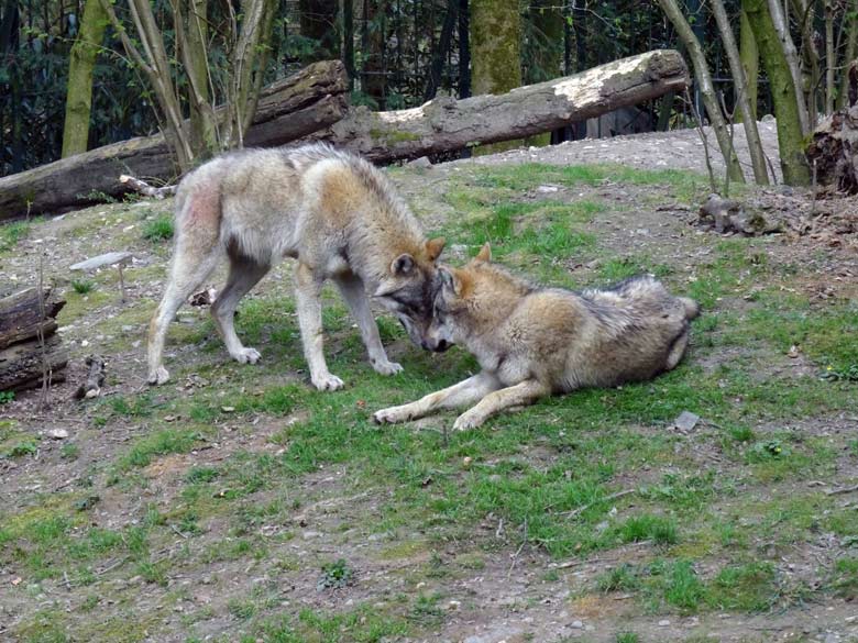 Wölfe am 1. April 2017 im Grünen Zoo Wuppertal