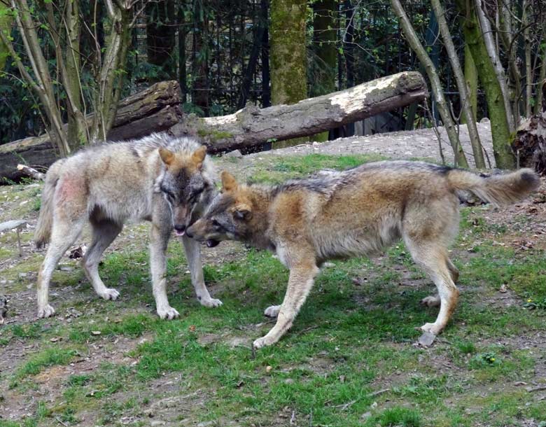 Wölfe am 1. April 2017 im Grünen Zoo Wuppertal