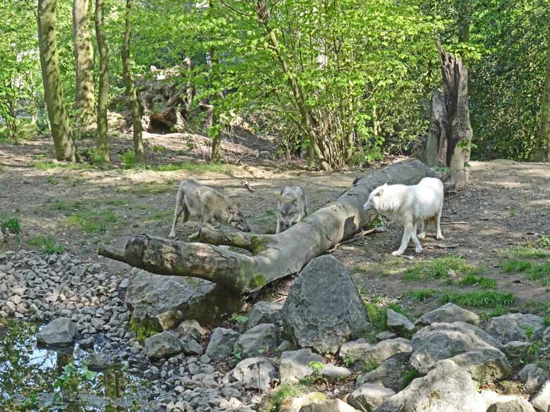 Europäische Wölfe und eine Arktische Wölfin bei der Schaufütterung am Tag des Wolfes am 30. April 2017 im Zoo Wuppertal