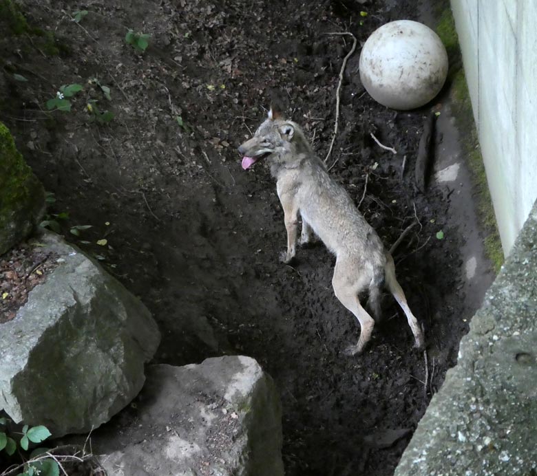 Europäischer Wolf am 30. Juni 2017 auf der Braunbärenanlage im Zoologischen Garten der Stadt Wuppertal