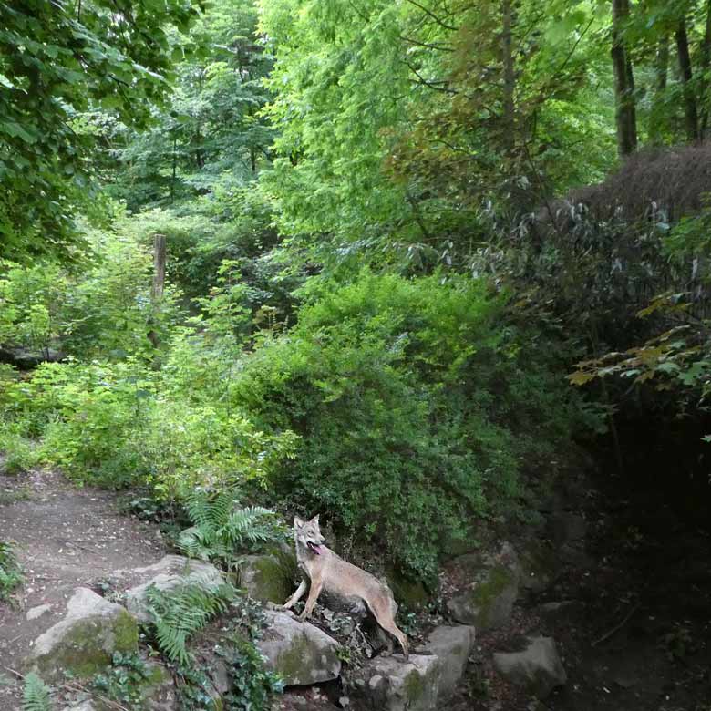 Europäischer Wolf am 30. Juni 2017 auf der Braunbärenanlage im Zoologischen Garten Wuppertal