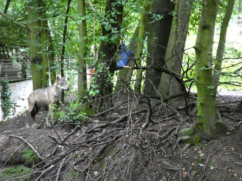 Europäischer Wolf am 27. Juli 2017 auf der Braunbärenanlage im Zoo Wuppertal