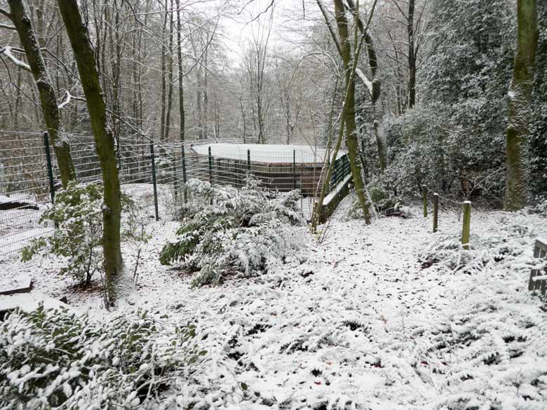 Blick auf das kaum einsehbare Vorgehege der Wolfsanlage im Grünen Zoos Wuppertal im Dezember 2017