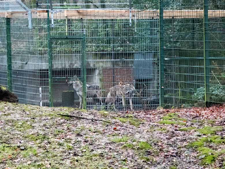 Europäische Wölfe am 16. Dezember 2017 im Vorgehege am Wolfhaus im Grünen Zoo Wuppertal