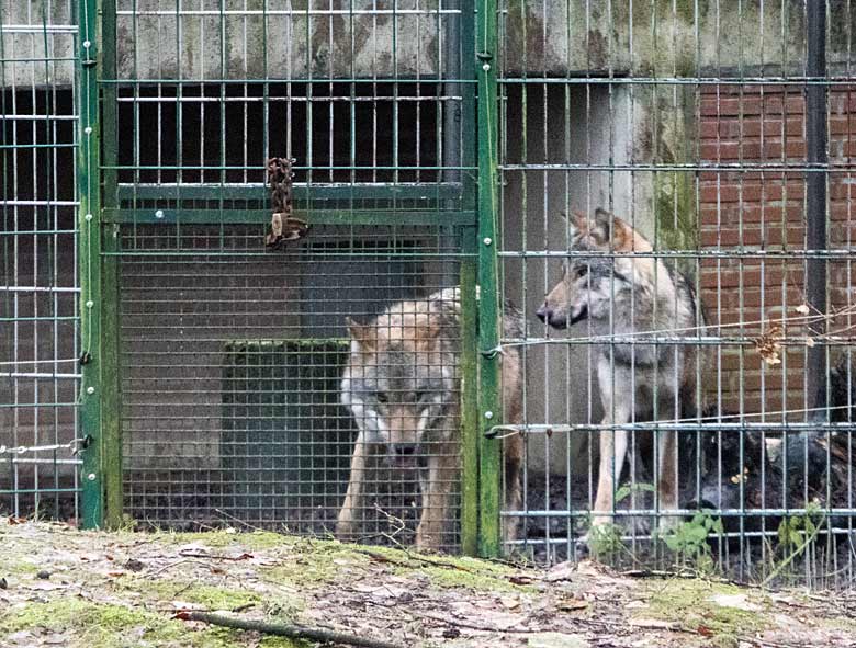 Europäische Wölfe am 16. Dezember 2017 im Vorgehege am Wolfhaus im Zoo Wuppertal