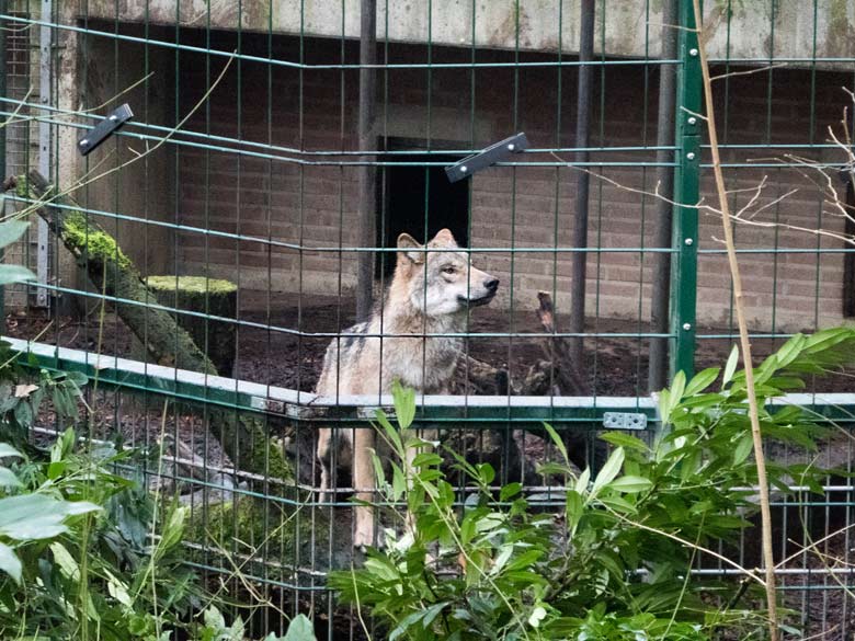 Europäische Wölfe am 16. Dezember 2017 im Vorgehege am Wolfhaus im Zoologischen Garten der Stadt Wuppertal