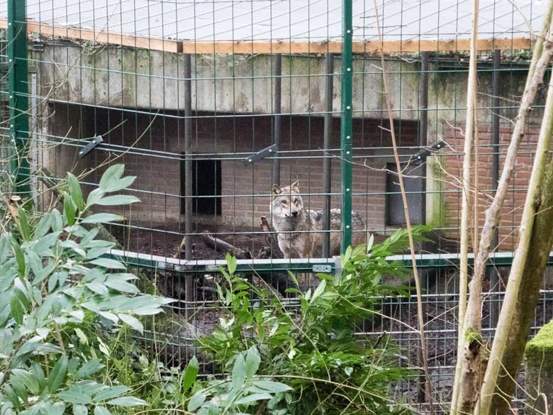 Europäische Wölfe am 16. Dezember 2017 im Vorgehege am Wolfhaus im Wuppertaler Zoo