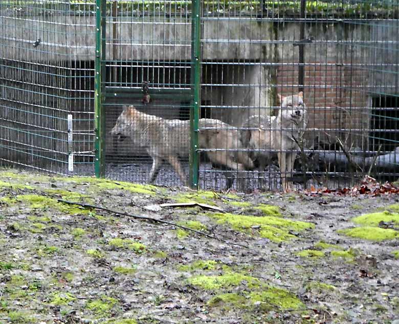 Zwei Europäische Wölfe im Vorgehege der Wolfsanlage im Zoologischen Garten der Stadt Wuppertal