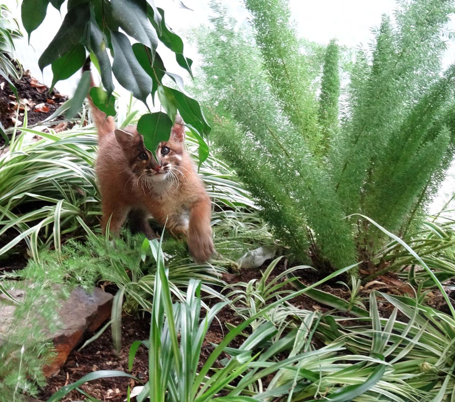 Asiatische Goldkatze Jungtier "Fu" im Grünen Zoo Wuppertal am 7. April 2015