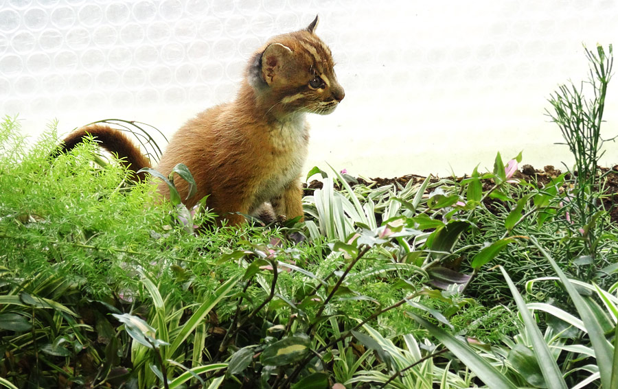 Asiatische Goldkatze Jungtier "Fu" im Zoo Wuppertal am 7. April 2015