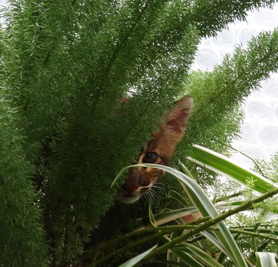 Asiatische Goldkatze Jungtier "Fu" im Zoologischen Garten Wuppertal am 7. April 2015