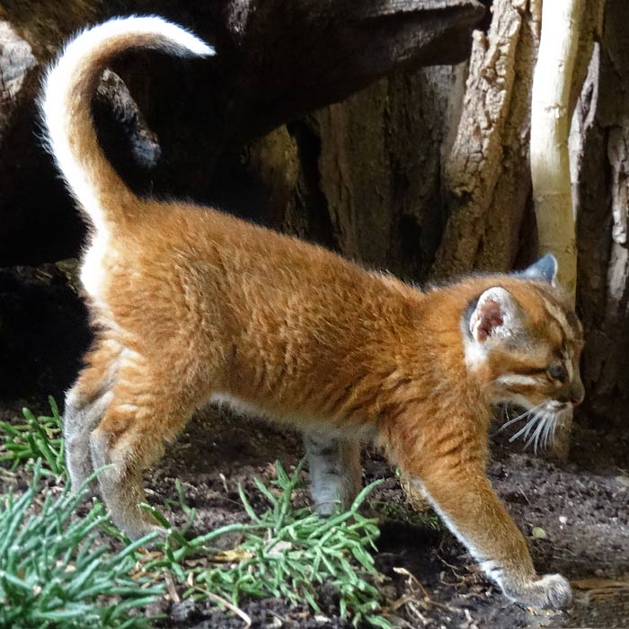 Asiatische Goldkatze im Wuppertaler Zoo im April 2015