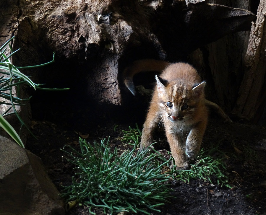 Asiatische Goldkatze Jungtier "Fu" im Zoo Wuppertal am 8. April 2015