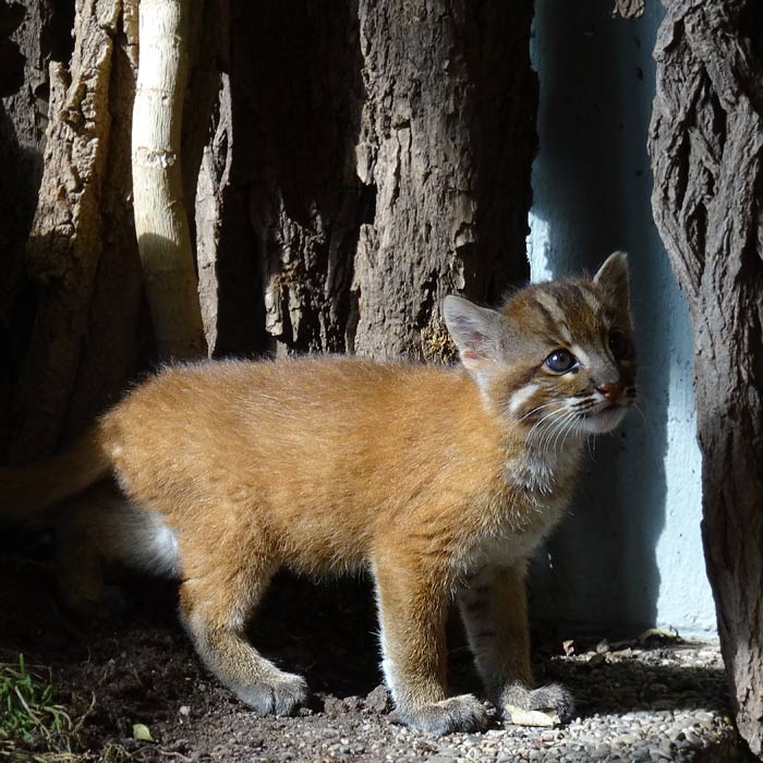 Asiatische Goldkatze Jungtier "Fu" im Wuppertaler Zoo im April 2015