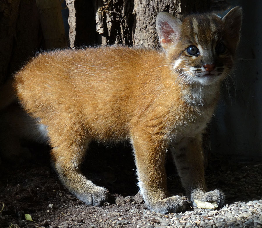 Asiatische Goldkatze Jungtier "Fu" im Grünen Zoo Wuppertal am 8. April 2015