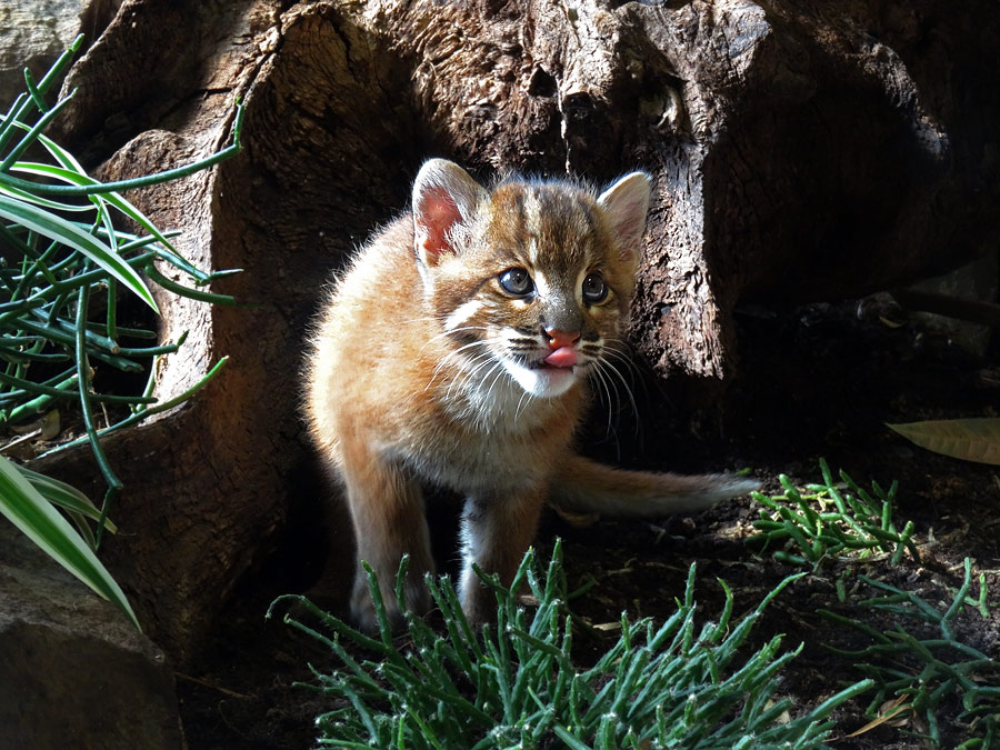 Asiatische Goldkatze Jungtier "Fu" im Wuppertaler Zoo am 8. April 2015