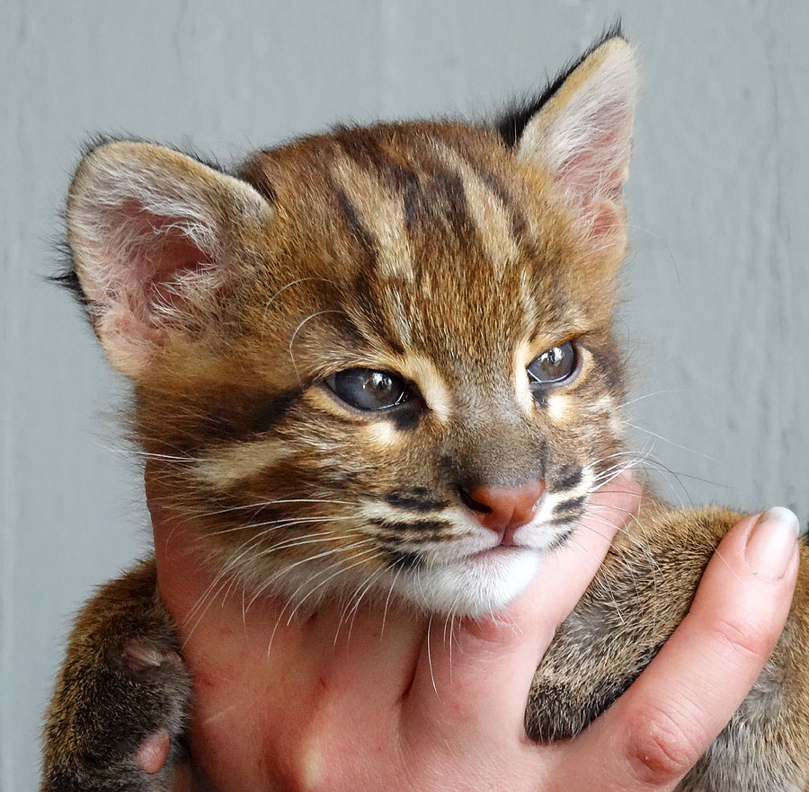 Handaufzucht Asiatische Goldkatze Jungtier "Fu" im Zoo Wuppertal am 8. April 2015