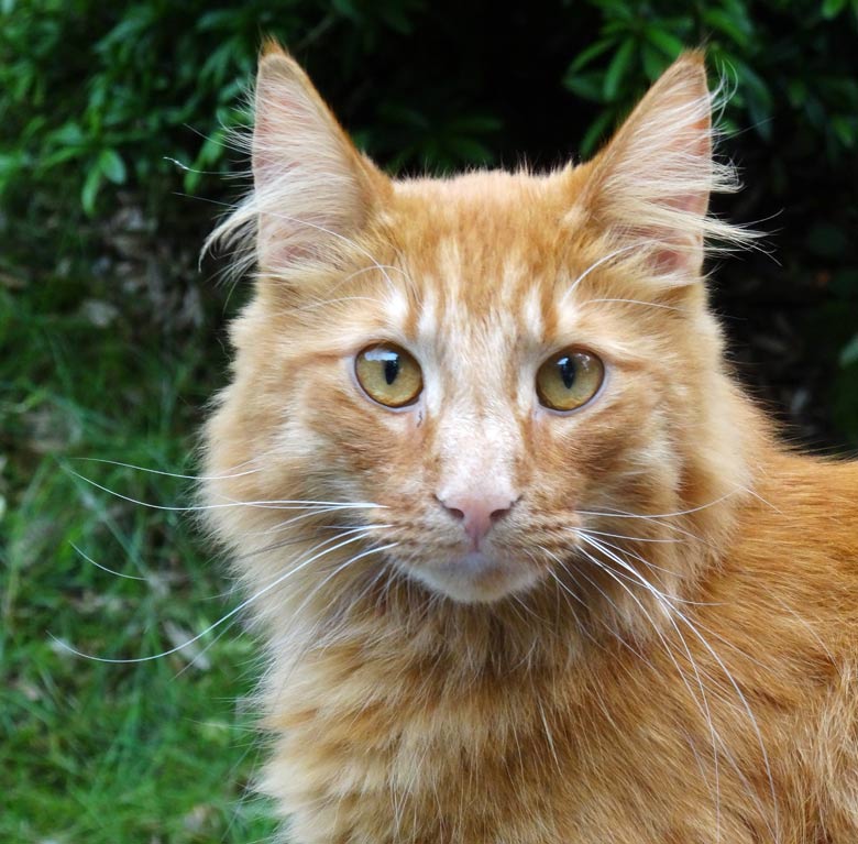 Norwegische Waldkatze am 29. Juni 2016 im Wuppertaler Zoo