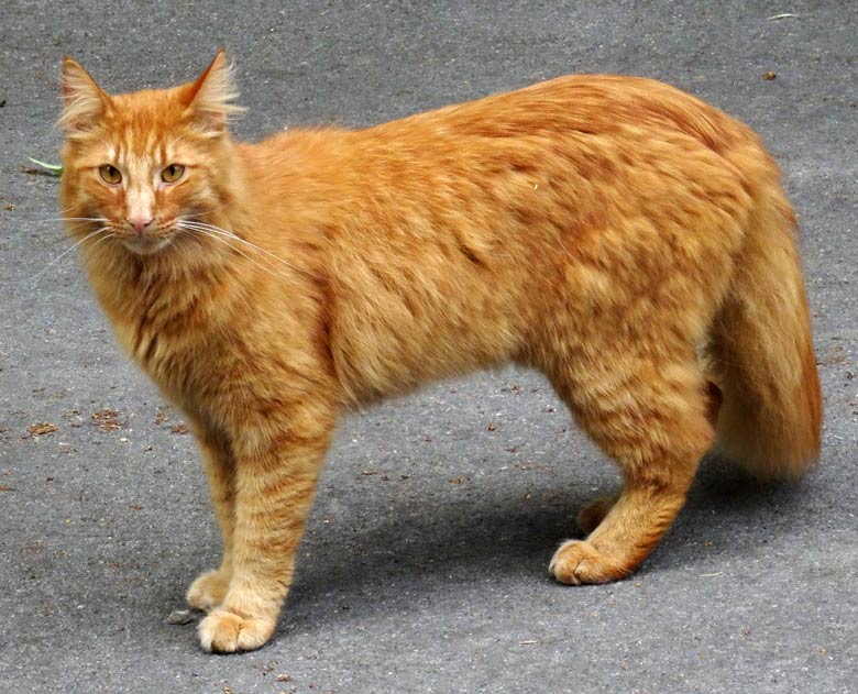 Norwegische Waldkatze am 29. Juni 2016 im Zoologischen Garten der Stadt Wuppertal