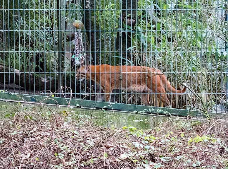 Asiatischer Goldkatzen-Kater THAO am 6. Januar 2018 auf der Außenanlage am Großkatzenhauses im Zoologischen Garten der Stadt Wuppertal