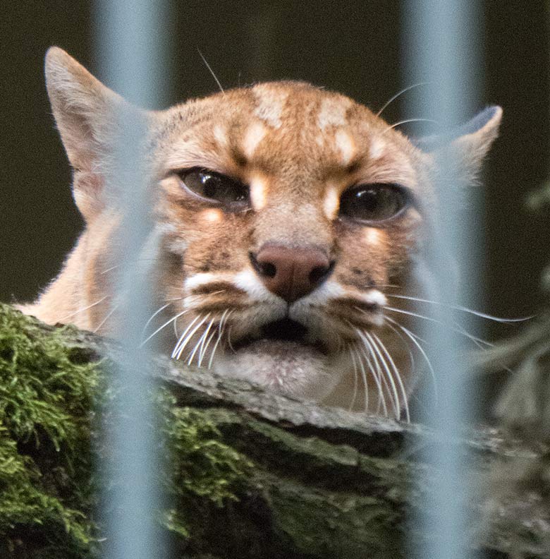 Asiatische Goldkatze FELINE am 21. August 2018 auf der Außenanlage am Großkatzenhauses im Zoologischen Garten Wuppertal