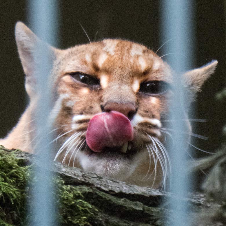 Asiatische Goldkatze FELINE am 21. August 2018 auf der Außenanlage am Großkatzenhauses im Zoo Wuppertal