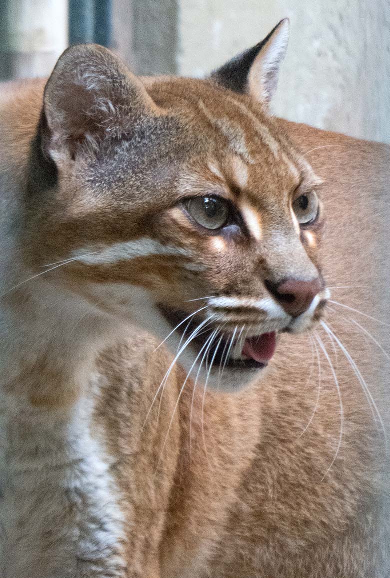 Asiatische Goldkatze FELINE am 5. August 2019 auf der Außenanlage am Großkatzen-Haus im Grünen Zoo Wuppertal