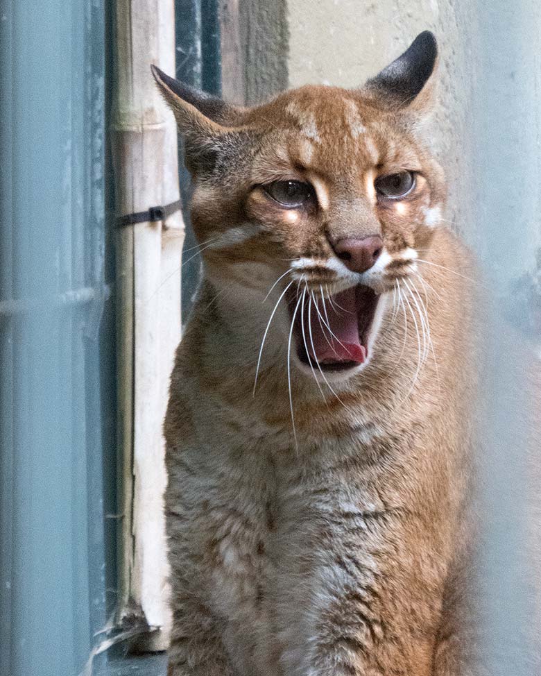 Asiatische Goldkatze FELINE am 5. August 2019 auf der Außenanlage am Großkatzen-Haus im Zoologischen Garten Wuppertal