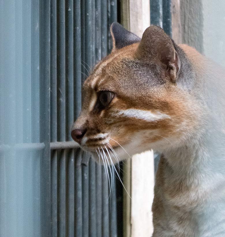 Asiatische Goldkatze FELINE am 5. August 2019 auf der Außenanlage am Großkatzen-Haus im Wuppertaler Zoo