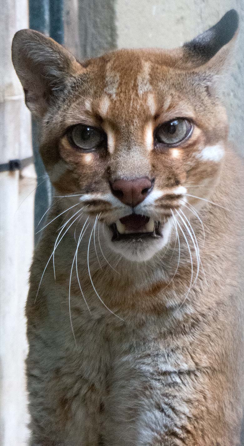 Asiatische Goldkatze FELINE am 5. August 2019 auf der Außenanlage am Großkatzen-Haus im Zoologischen Garten der Stadt Wuppertal