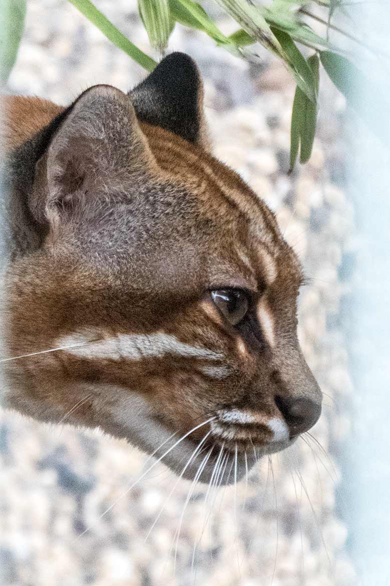 Asiatische Goldkatze FELINE am 26. Januar 2020 in der Außenanlage am Großkatzen-Haus im Grünen Zoo Wuppertal