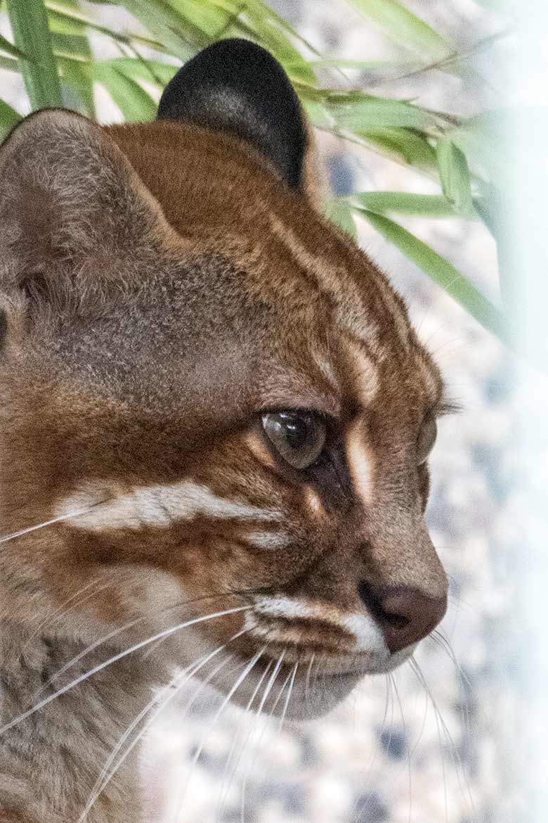 Asiatische Goldkatze FELINE am 26. Januar 2020 in der Außenanlage am Großkatzen-Haus im Zoologischen Garten Wuppertal