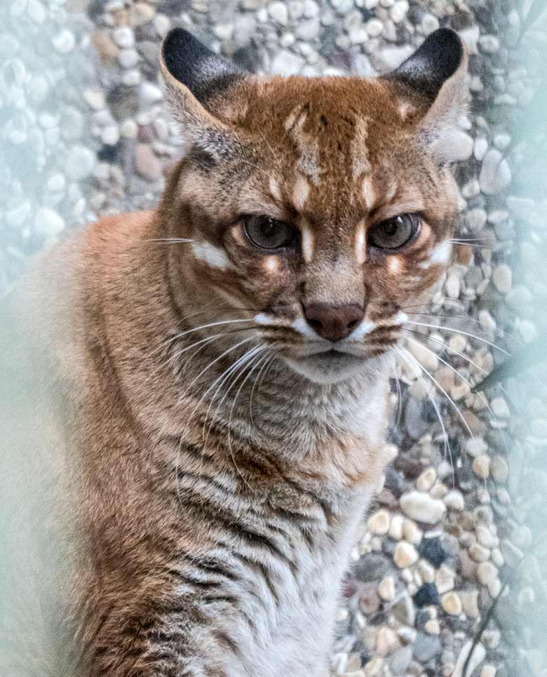 Asiatische Goldkatze FELINE am 26. Januar 2020 in der Außenanlage am Großkatzen-Haus im Wuppertaler Zoo