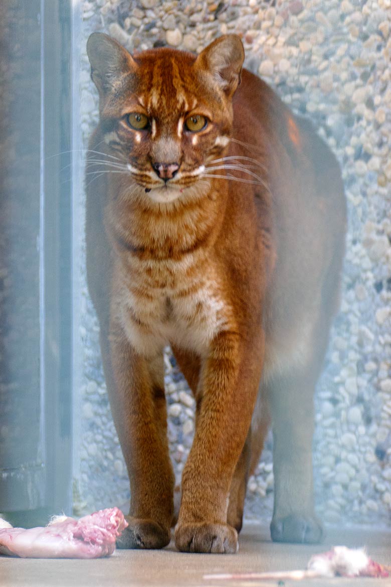 Asiatische Goldkatze am 7. September 2020 auf der Außenanlage am Großkatzen-Haus im Zoologischen Garten der Stadt Wuppertal