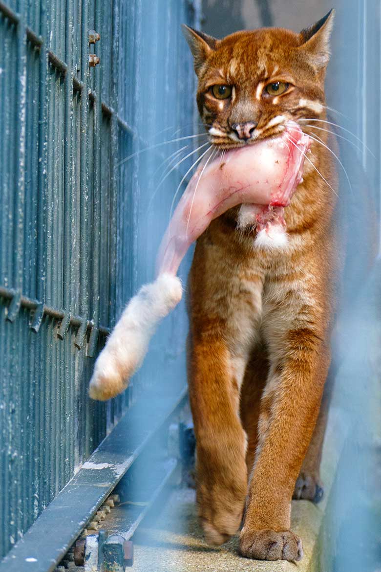 Asiatische Goldkatze am 7. September 2020 auf der Außenanlage am Großkatzen-Haus im Zoologischen Garten Wuppertal