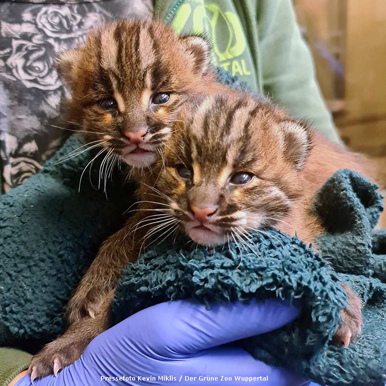 Zwei Asiatische Goldkatzen-Jungtiere am 30. März 2022 im Grünen Zoo Wuppertal (Pressefoto Kevin Miklis - Der Grüne Zoo Wuppertal)