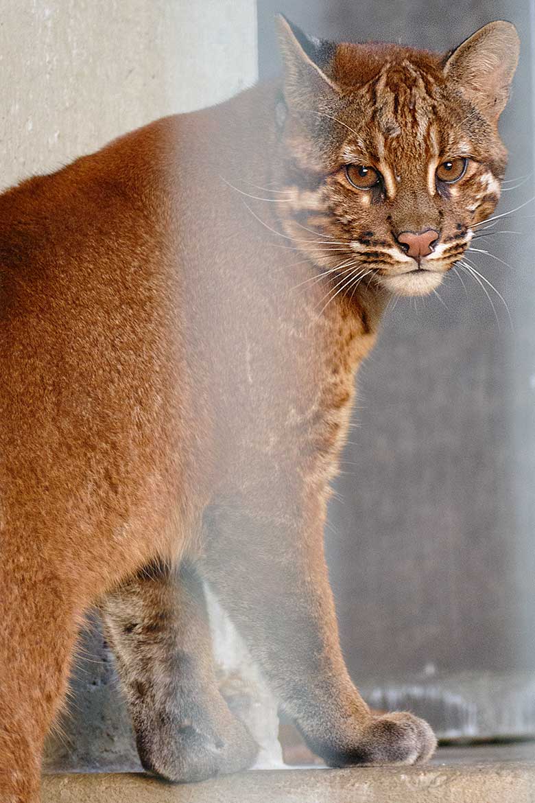 Weibliche Asiatische Goldkatze CATBA am 24. November 2022 auf der Außenanlage am Großkatzen-Haus im Grünen Zoo Wuppertal