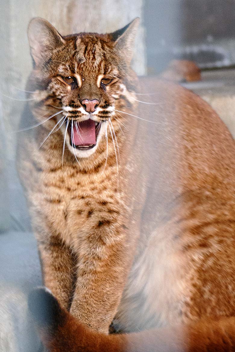 Weibliche Asiatische Goldkatze CATBA am 24. November 2022 auf der Außenanlage am Großkatzen-Haus im Wuppertaler Zoo