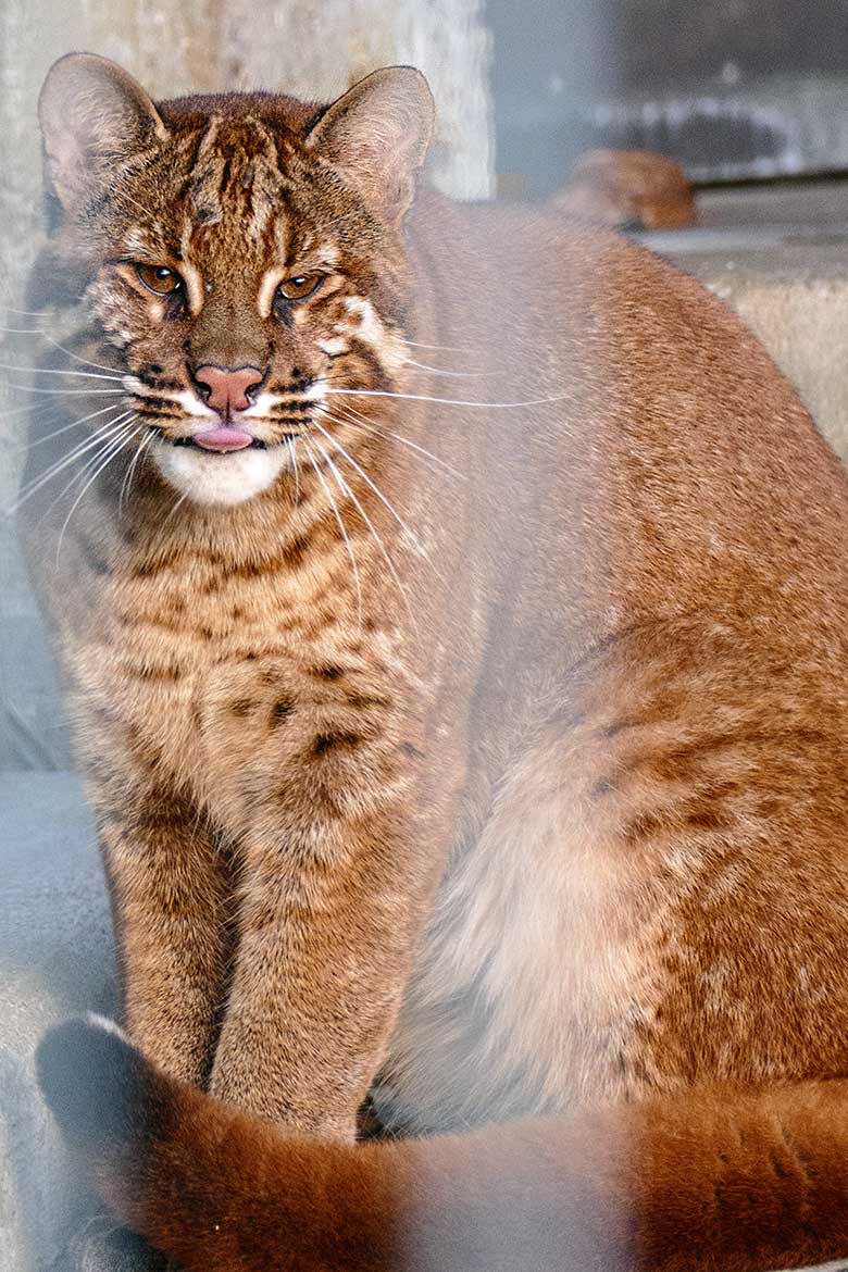 Weibliche Asiatische Goldkatze CATBA am 24. November 2022 auf der Außenanlage am Großkatzen-Haus im Grünen Zoo Wuppertal