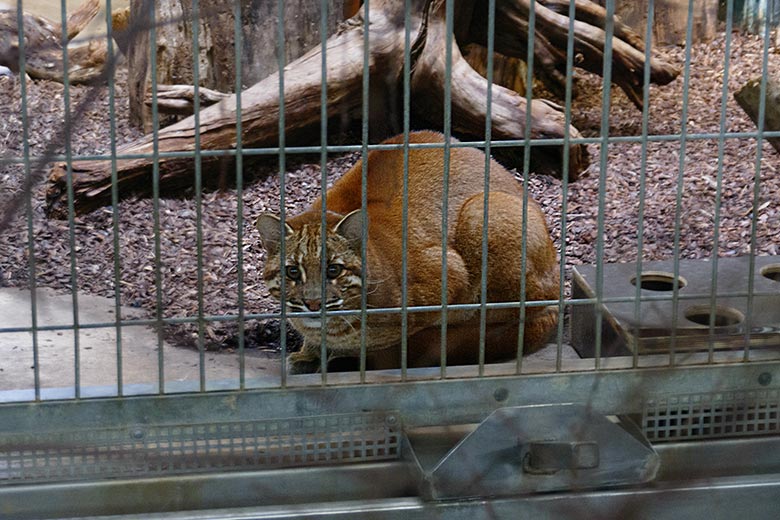 Männliches Asiatisches Goldkatzen-Jungtier KOSHI am 27. Januar 2023 im Großkatzen-Haus im Zoo Wuppertal