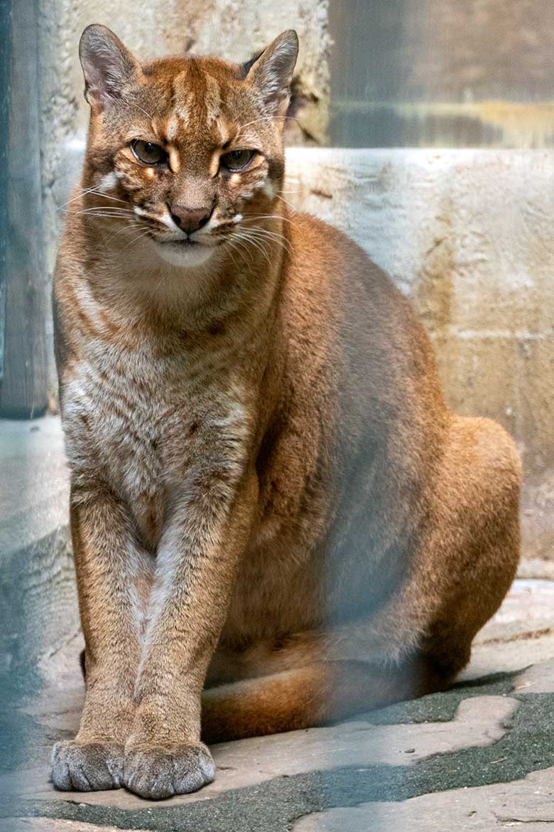 Weibliche Asiatische Goldkatze CATBA am 17. August 2023 auf der Außenanlage am Großkatzen-Haus im Grünen Zoo Wuppertal