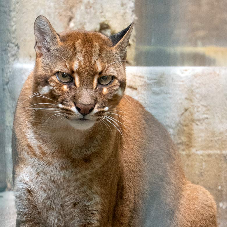 Weibliche Asiatische Goldkatze CATBA am 17. August 2023 auf der Außenanlage am Großkatzen-Haus im Zoologischen Garten Wuppertal