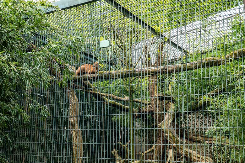 Weibliche Asiatische Goldkatze am 23. April​ 2024 auf der Außenanlage am Großkatzen-Haus im Zoologischen Garten Wuppertal
