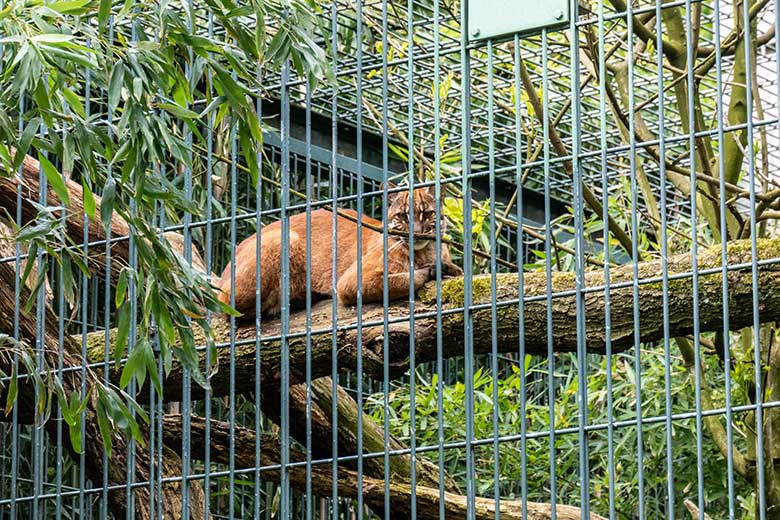Weibliche Asiatische Goldkatze am 23. April​ 2024 auf der Außenanlage am Großkatzen-Haus im Grünen Zoo Wuppertal